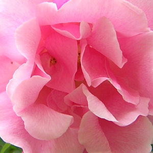 Pépinière rosier - Rosa Madame Grégoire Staechelin - rose - rosiers lianes - parfum discret - Pedro (Pere) Dot - La forme de ses fleurs rose clair est particulière, désordonné. Ses grands cynorrhodons restent décoratifs même après floraison.